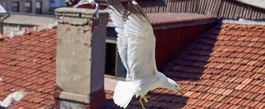 Residential Chimney Animal Removal Solution in Hazel Dell, WA